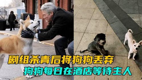 网友爆料玉林偷狗视频,网友愤怒声讨,呼吁严惩不法行为 第2张 网友爆料玉林偷狗视频,网友愤怒声讨,呼吁严惩不法行为 第2张
