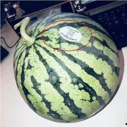 网红吃瓜的意思,揭秘娱乐圈幕后真相