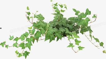 藤蔓植物爆料方法视频,揭秘藤蔓植物爆料方法视频  第3张