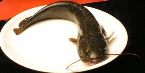 韩国鲶鱼爆料视频大全,揭秘娱乐圈幕后真相