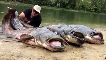 韩国鲶鱼爆料视频大全,揭秘娱乐圈幕后真相 第3张 韩国鲶鱼爆料视频大全,揭秘娱乐圈幕后真相 第3张