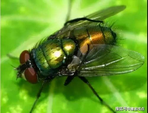 绿头苍蝇在线观看,揭示生态平衡的神秘之旅