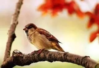 笨鸟在线观看,轻松幽默的喜剧之旅