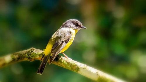 笨鸟在线观看,轻松幽默的喜剧之旅 第2张 笨鸟在线观看,轻松幽默的喜剧之旅 第2张