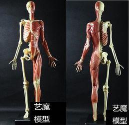 人体模型爆料视频大全,人体模型爆料视频大全深度解析