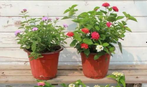 双合拆迁爆料视频大全,揭秘拆迁背后的真相与争议 第3张 双合拆迁爆料视频大全,揭秘拆迁背后的真相与争议 第3张