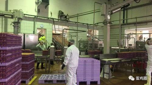 雪莲加工厂爆料视频播放,揭秘神秘植物加工全过程