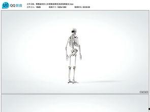 人体模型爆料视频大全,人体模型爆料视频大全深度解析