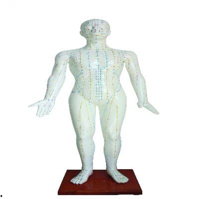人体模型爆料视频大全,人体模型爆料视频大全深度解析 第3张 人体模型爆料视频大全,人体模型爆料视频大全深度解析 第3张