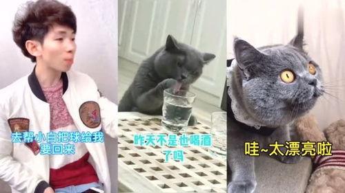 猫哥爆料视频,视频内容深度解析